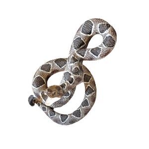 Land & sea rattle snake In striking pose